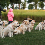dogacademy-34