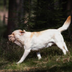 dogacademy-30