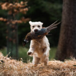 dogacademy-31