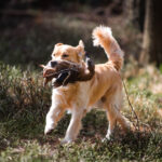 dogacademy-32