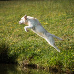 dogacademy-36