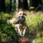 dogacademy-38