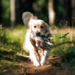 dogacademy-39
