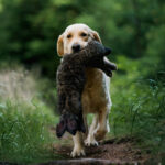 dogacademy-40