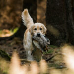 dogacademy-42