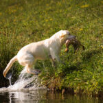 dogacademy-43