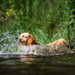 dogacademy-45