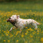 dogacademy-47