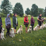 dogacademy-49