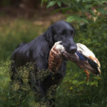 dogacademy-50