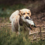 dogacademy-51