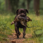 dogacademy-52