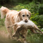 dogacademy-53