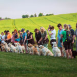 dogacademy-54